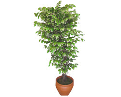 Ficus zel Starlight 1,75 cm   orum uluslararas iek gnderme 