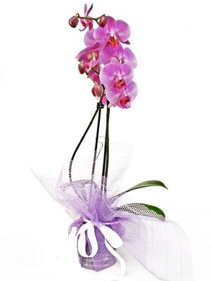  orum iek online iek siparii  Kaliteli ithal saksida orkide