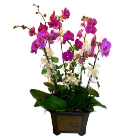  orum uluslararas iek gnderme  4 adet orkide iegi