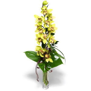  orum iek yolla  cam vazo ierisinde tek dal canli orkide