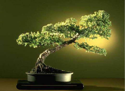 ithal bonsai saksi iegi  orum internetten iek sat 