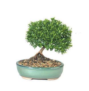 ithal bonsai saksi iegi  orum 14 ubat sevgililer gn iek 