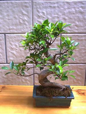 ithal bonsai saksi iegi  orum iek servisi , ieki adresleri 