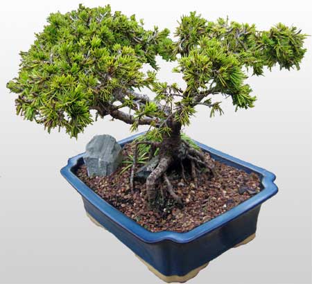 ithal bonsai saksi iegi  orum internetten iek sat 