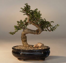 ithal bonsai saksi iegi  orum hediye sevgilime hediye iek 