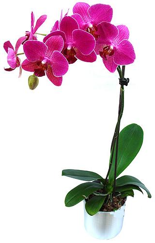  orum internetten iek sat  saksi orkide iegi