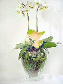  orum ucuz iek gnder  Cam yada mika vazoda zel orkideler