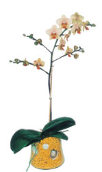  orum cicekciler , cicek siparisi  Phalaenopsis Orkide ithal kalite