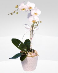 1 dallı orkide saksı çiçeği  Çorum İnternetten çiçek siparişi 