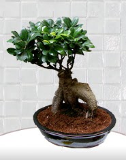 saks iei japon aac bonsai  orum yurtii ve yurtd iek siparii 