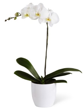 1 dall beyaz orkide  orum hediye sevgilime hediye iek 