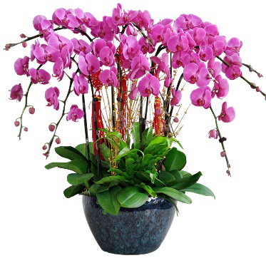 9 dallı mor orkide  Çorum hediye sevgilime hediye çiçek 