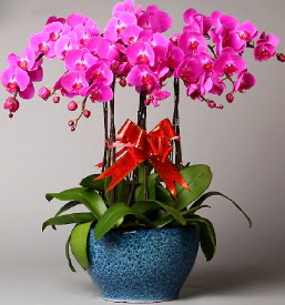 7 dall mor orkide  orum iek maazas , ieki adresleri 