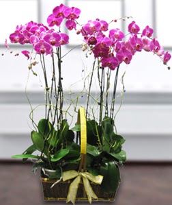 4 dall mor orkide  orum online ieki , iek siparii 