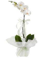 1 dal beyaz orkide iei  orum cicek , cicekci 