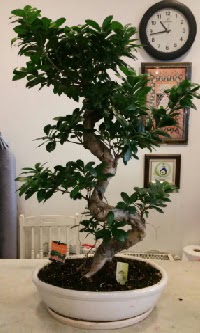 100 cm yüksekliğinde dev bonsai japon ağacı  Çorum çiçek yolla 