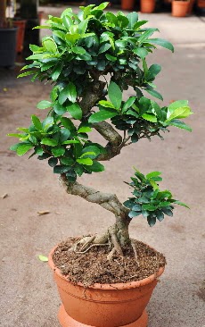 Orta boy bonsai saks bitkisi  orum online iek gnderme sipari 