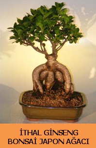 thal japon aac ginseng bonsai sat  orum iek yolla 