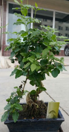 Bonsai japon ağacı saksı bitkisi  Çorum cicek , cicekci 