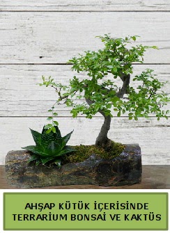 Ahap ktk bonsai kakts teraryum  orum online iek gnderme sipari 