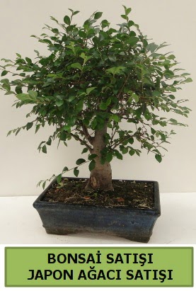 Minyatr bonsai japon aac sat  orum iek gnderme 