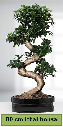 80 cm özel saksıda bonsai bitkisi  Çorum çiçek , çiçekçi , çiçekçilik 