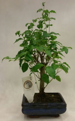 Minyatr bonsai japon aac sat  orum iek , ieki , iekilik 