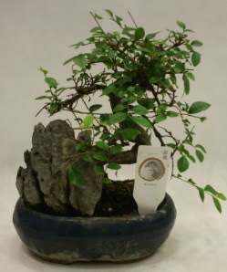 thal 1.ci kalite bonsai japon aac  orum ucuz iek gnder 