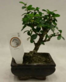 Kk minyatr bonsai japon aac  orum iek sat 