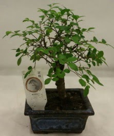 Minyatr ithal japon aac bonsai bitkisi  orum ucuz iek gnder 