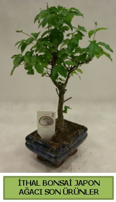 thal bonsai japon aac bitkisi  orum iek servisi , ieki adresleri 