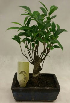 Japon aac bonsai bitkisi sat  orum iek , ieki , iekilik 