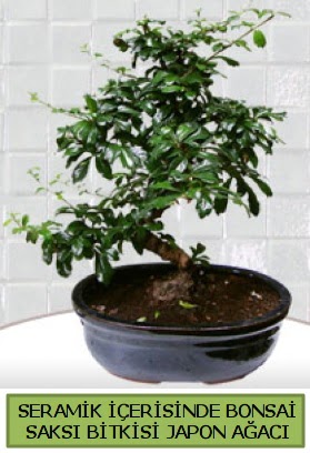 Seramik vazoda bonsai japon aac bitkisi  orum iekiler 