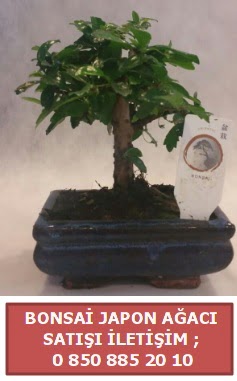 Japon aac minyar bonsai sat  orum ucuz iek gnder 