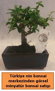 Japon aac bonsai sat ithal grsel  orum ieki telefonlar 