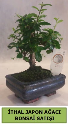thal japon aac bonsai bitkisi sat  orum iek , ieki , iekilik 