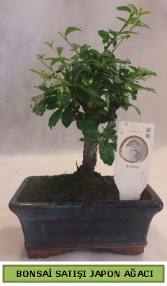 Minyatr bonsai aac sat  orum iek sat 