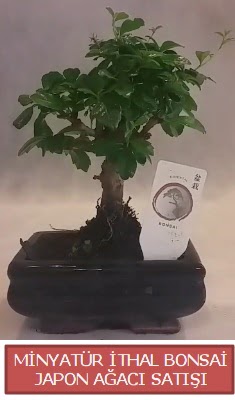 Kk grsel bonsai japon aac bitkisi  orum hediye iek yolla 