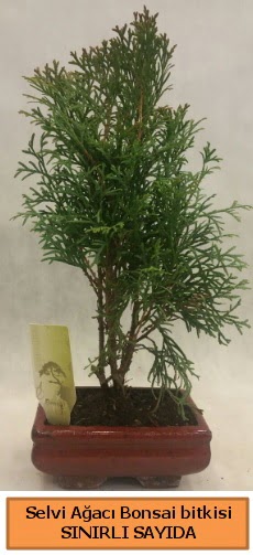 Selvi aac bonsai japon aac bitkisi  orum ucuz iek gnder 