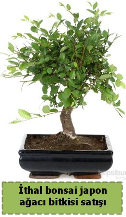 thal bonsai saks iei Japon aac sat  orum iek yolla 