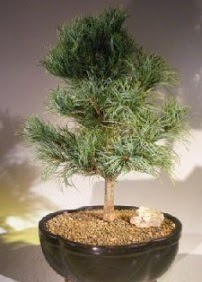 am aac bonsai bitkisi sat  orum ieki maazas 