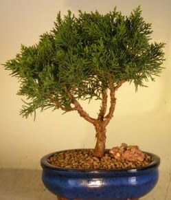 Servi am bonsai japon aac bitkisi  orum ieki telefonlar 