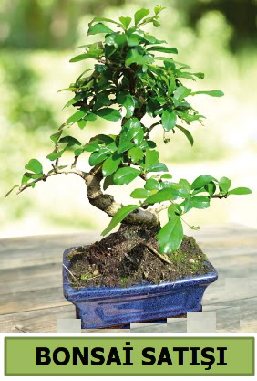 am bonsai japon aac sat  orum ucuz iek gnder 