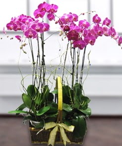 7 dall mor lila orkide  orum iek gnderme 