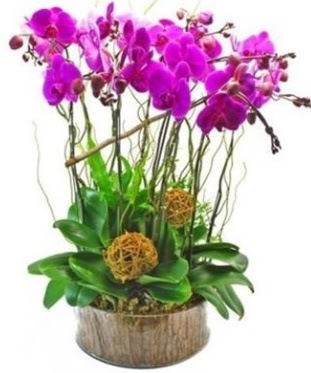 Ahap ktkte lila mor orkide 8 li  orum internetten iek siparii 