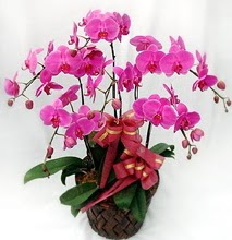 Sepet ierisinde 5 dall lila orkide  orum ieki maazas 