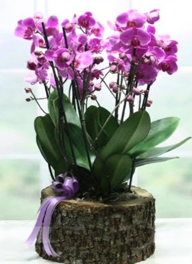 Ktk ierisinde 6 dall mor orkide  orum ieki maazas 