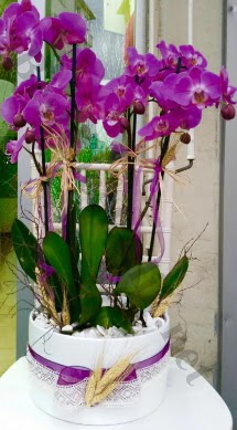 Seramik vazoda 4 dall mor lila orkide  orum cicekciler , cicek siparisi 