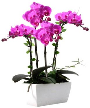 Seramik vazo ierisinde 4 dall mor orkide  orum ucuz iek gnder 