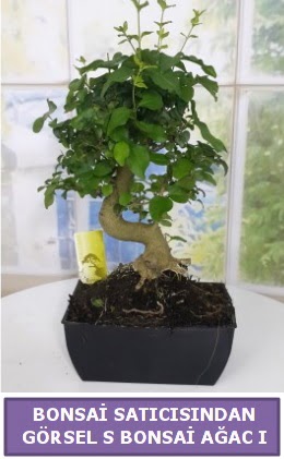 S dal erilii bonsai japon aac  orum ucuz iek gnder 